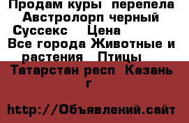 Продам куры, перепела. Австролорп черный. Суссекс. › Цена ­ 1 500 - Все города Животные и растения » Птицы   . Татарстан респ.,Казань г.